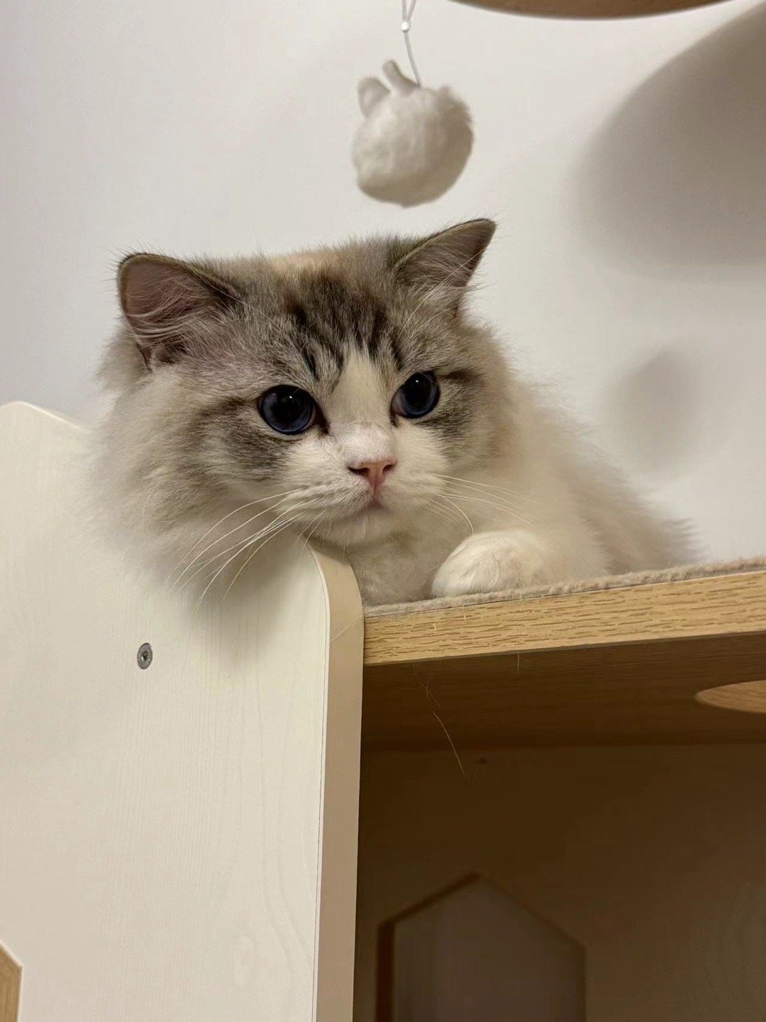 烧猪越来越Q了（家长） ​​​