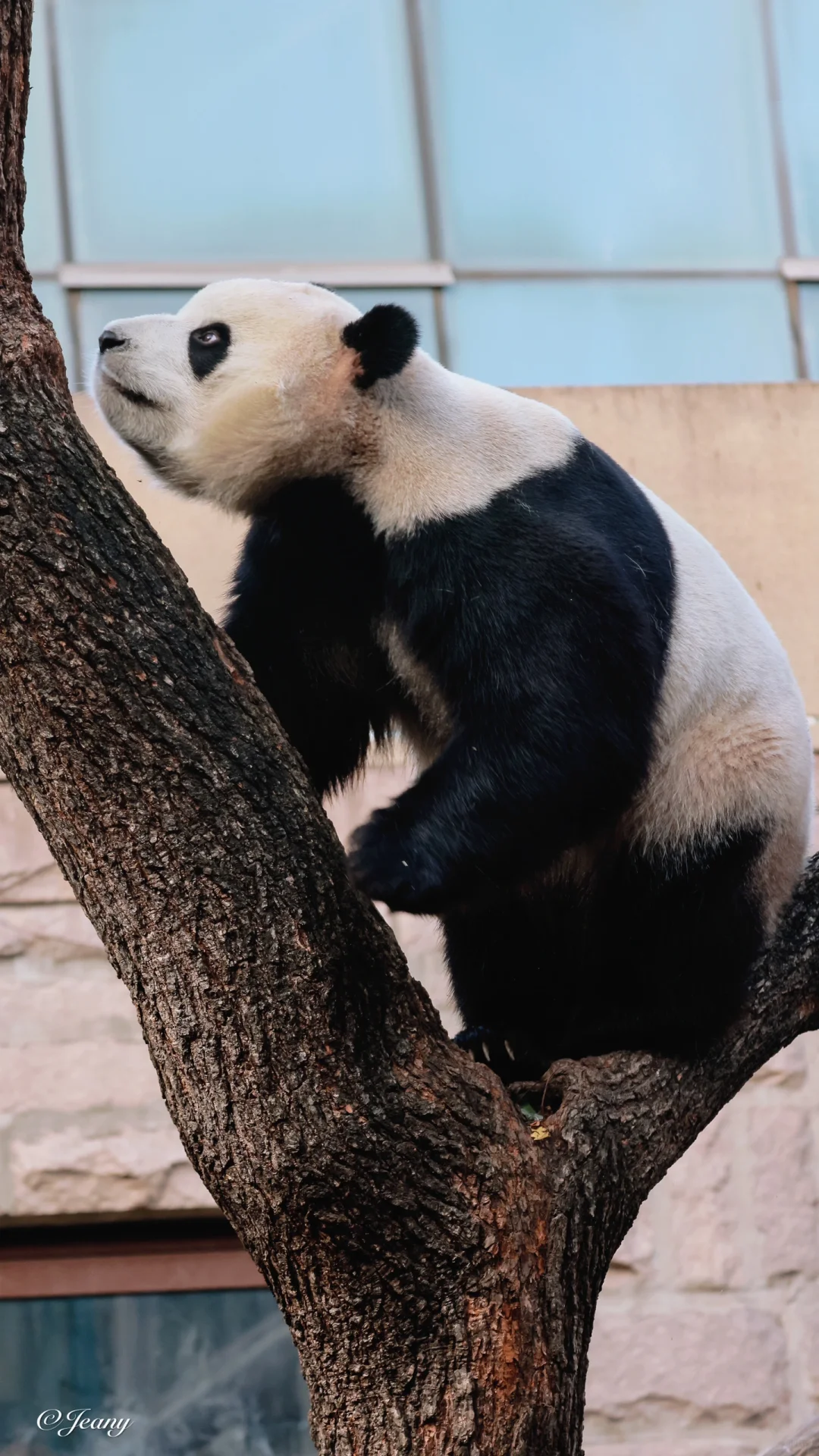 11.12🐼拍到福星胖大海上树小表情太可爱了