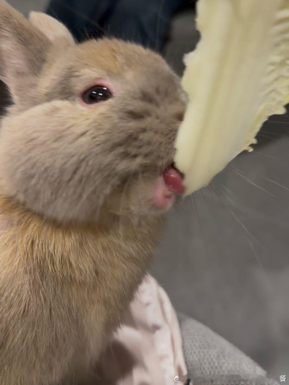 15054🐇【舌吻兔子 ​​​