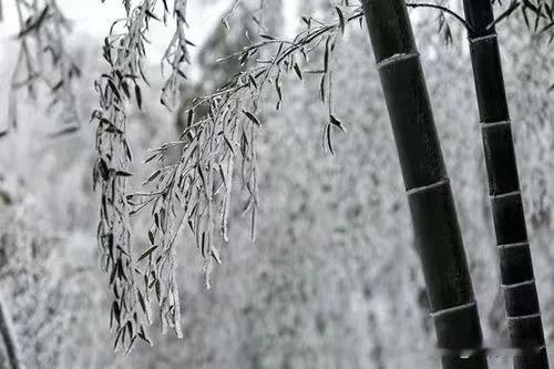 冬日寒意中，竹枝挂霜，静谧如画。去年十二月的雪。
