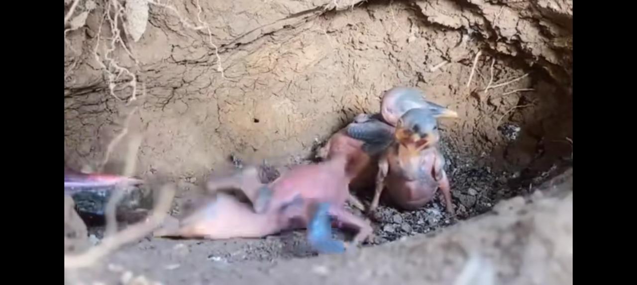 挑食？小时候我们还不是妈妈喂什么吃什么。
鸟以类居，没长毛前兄弟姊妹斗的你死我活