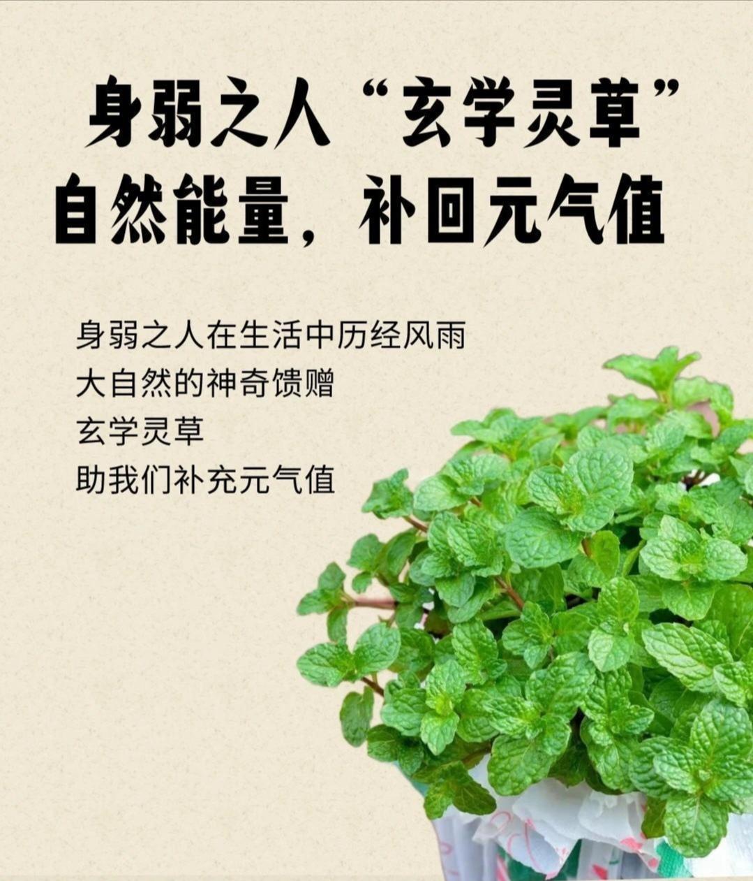 身弱的你，花花草草养对了么？