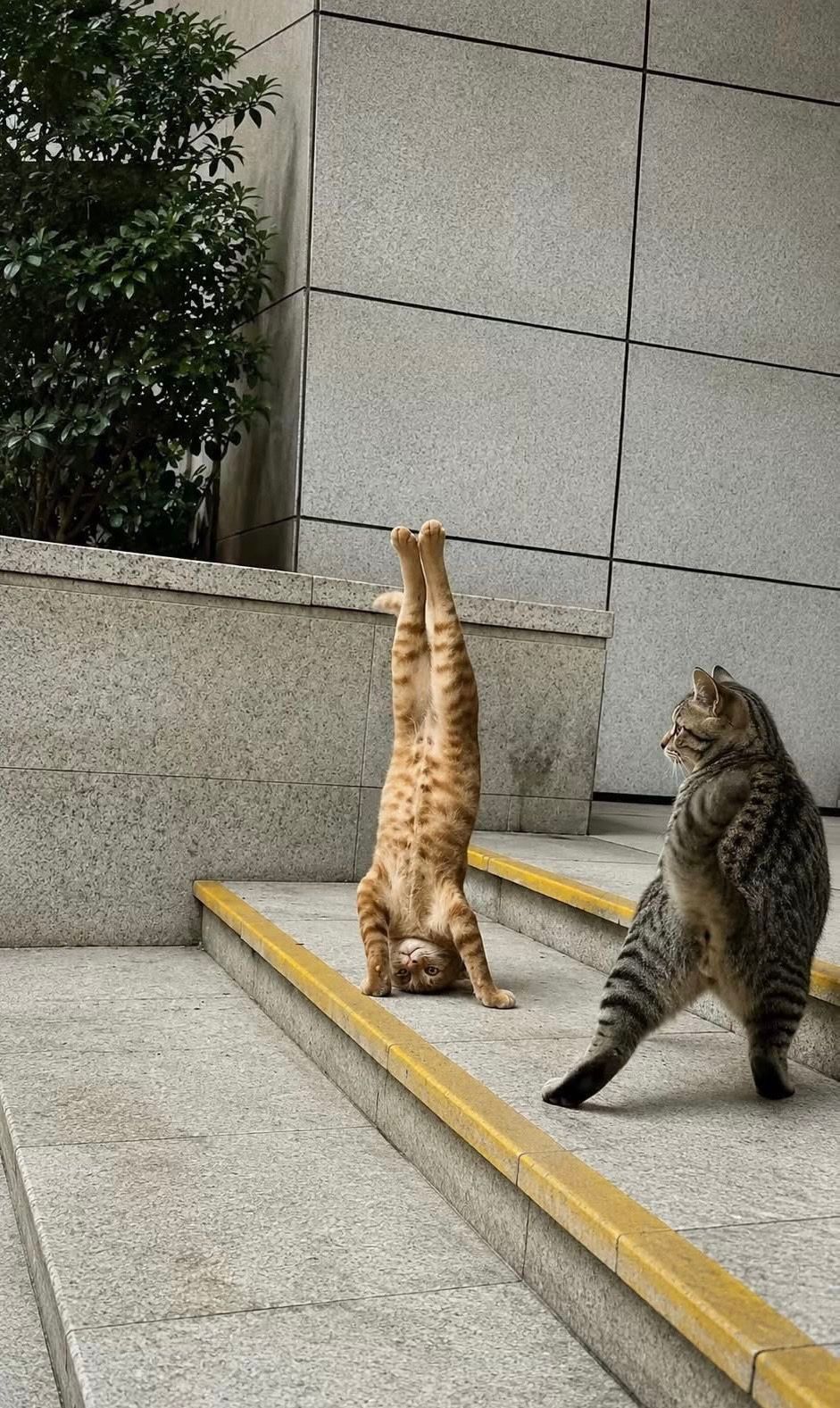 分享图片 
