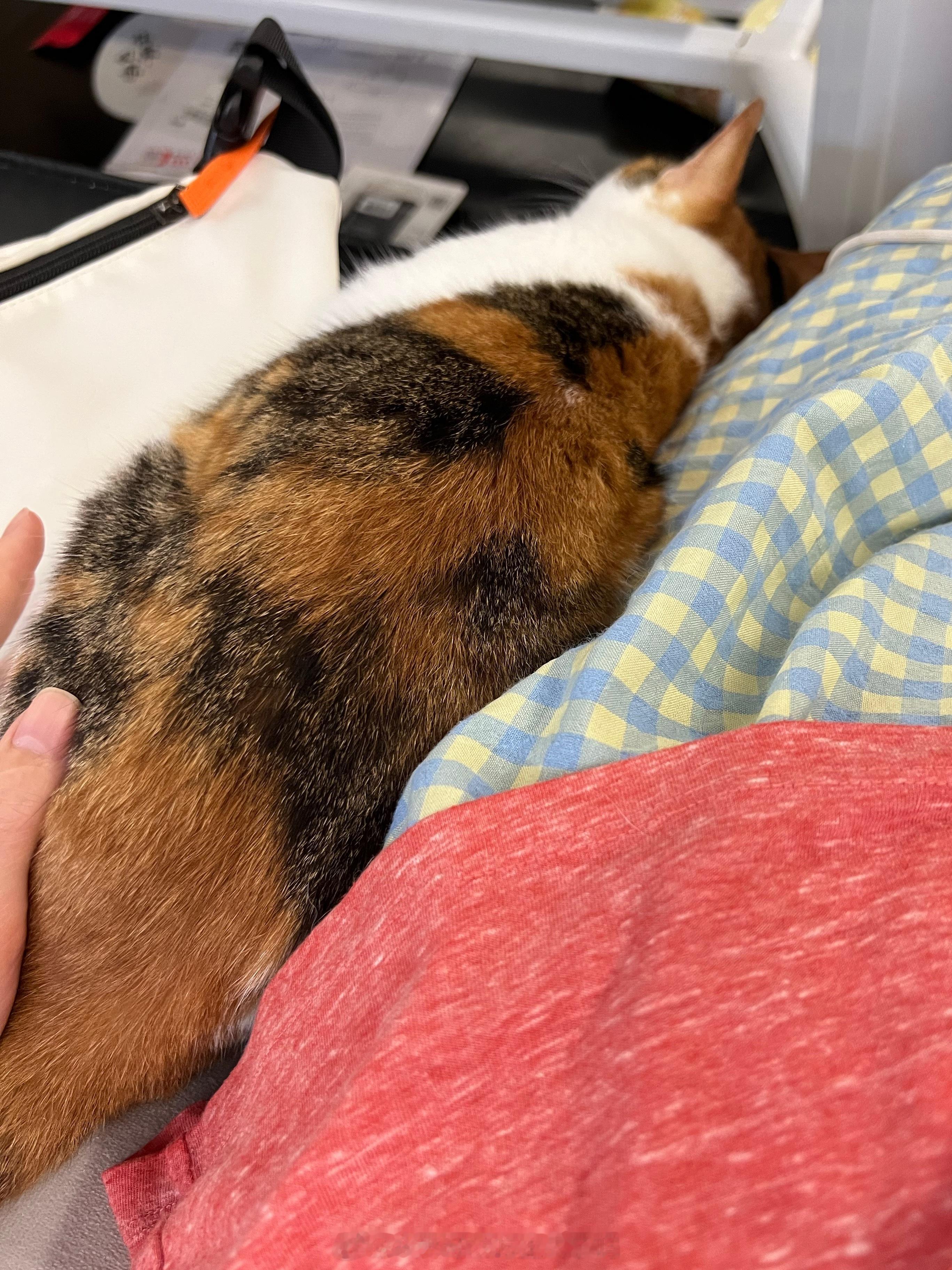狠狠贴着 