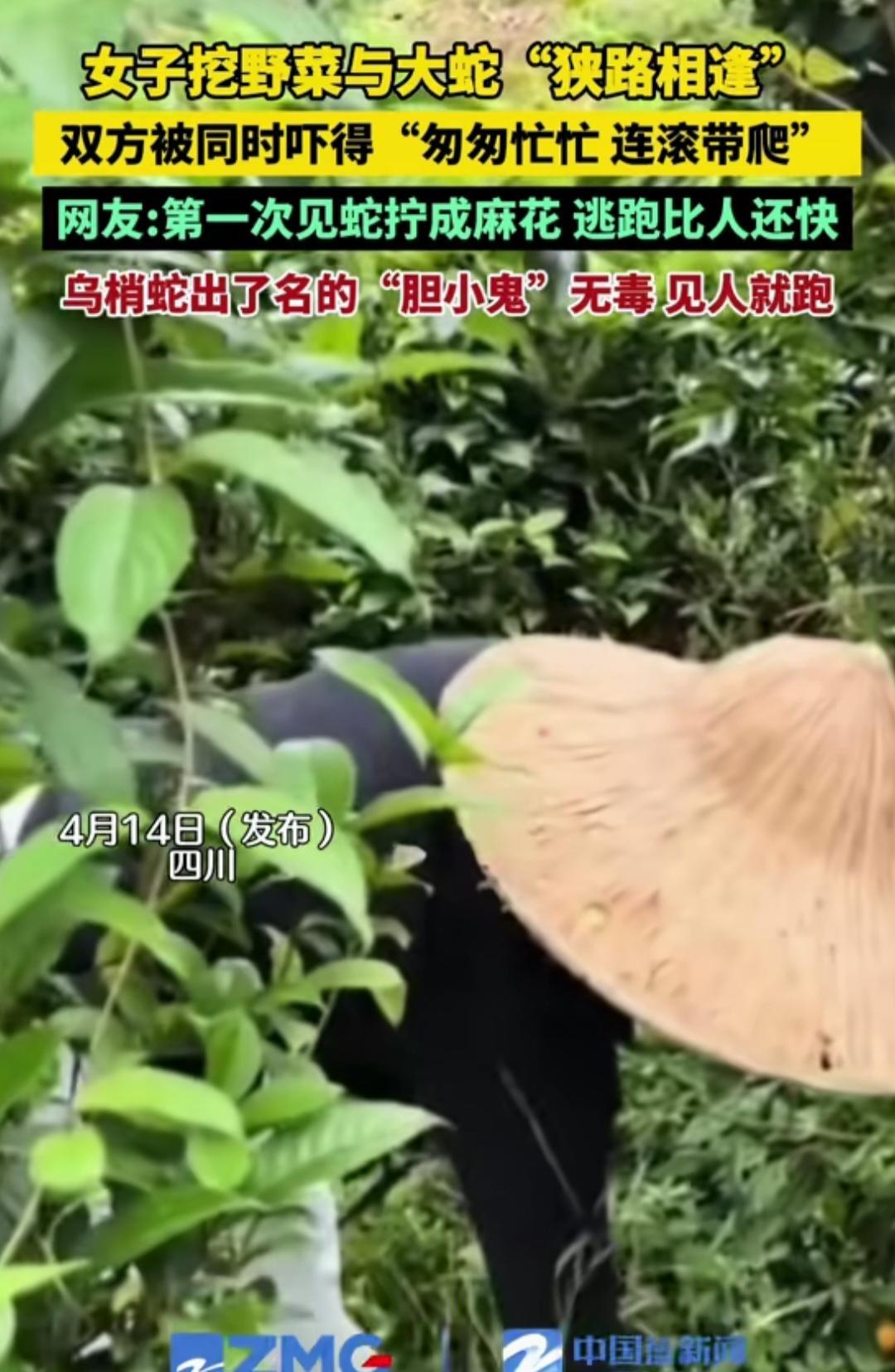 “笑不活了！”四川，一位女子趁着春光去山间挖野菜，谁知竟撞上了一场“跨物种”的胆