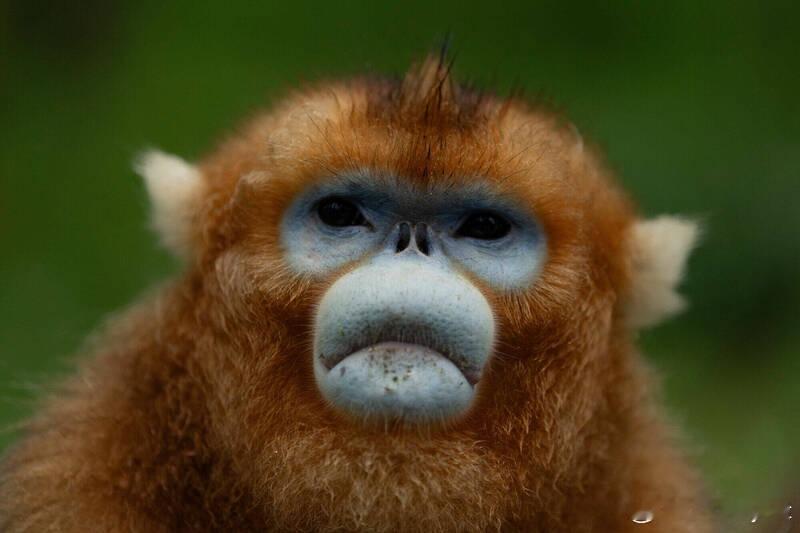 【复制“熊猫外交”模式：中国推出“金丝猴外交”，蓝脸“美猴王”首度亮相欧洲】海外