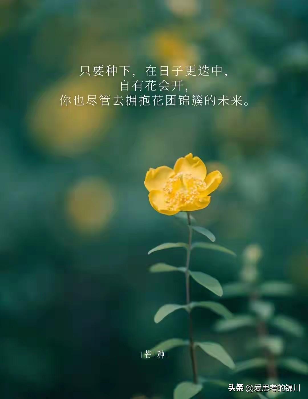 鹧鸪天·芒种兼寄高考
 
北垄新黄收麦芒，南畴添绿插禾秧。
暖风漫染榴花艳，布谷