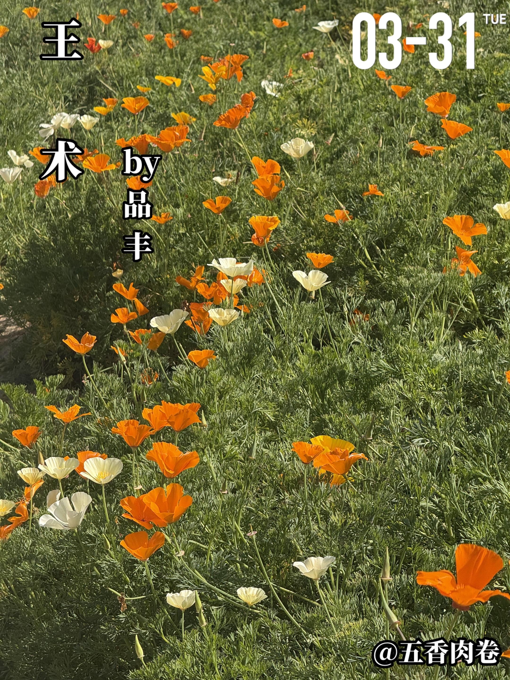 《王术》by品丰。王术（女主）刚被查出自己有个瘤子（良性的），再加上母...