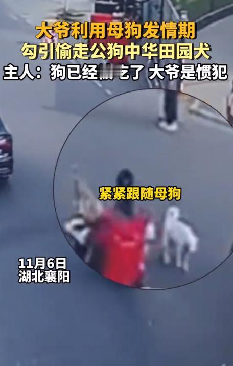 大爷利用母狗发情期，勾引偷走公狗，主人：“狗已经被吃了，大爷是惯犯”

网友辣评