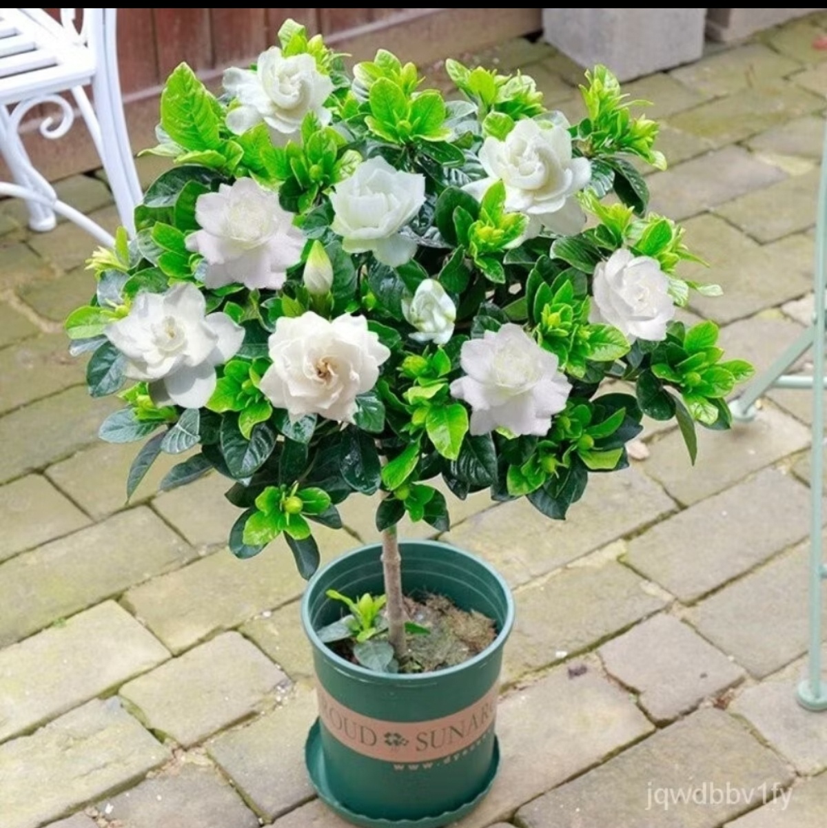 【栀子花】2⃣️栀子花，花香芬芳，花色素雅，冬季孕育花苞，近夏开始绽放，表示在淡