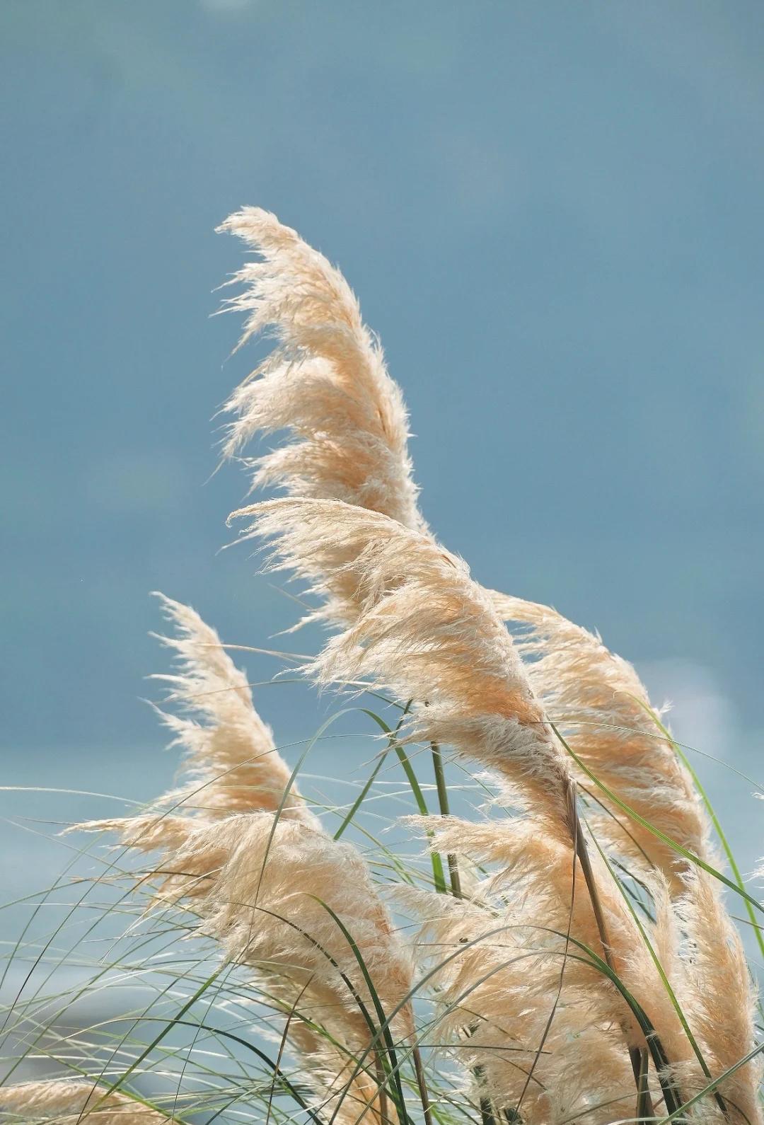 阴天记。我喜欢阴天，喜欢秋雨，连绵不断一下就下很多天的那种。秋雨中，撑伞在小巷里