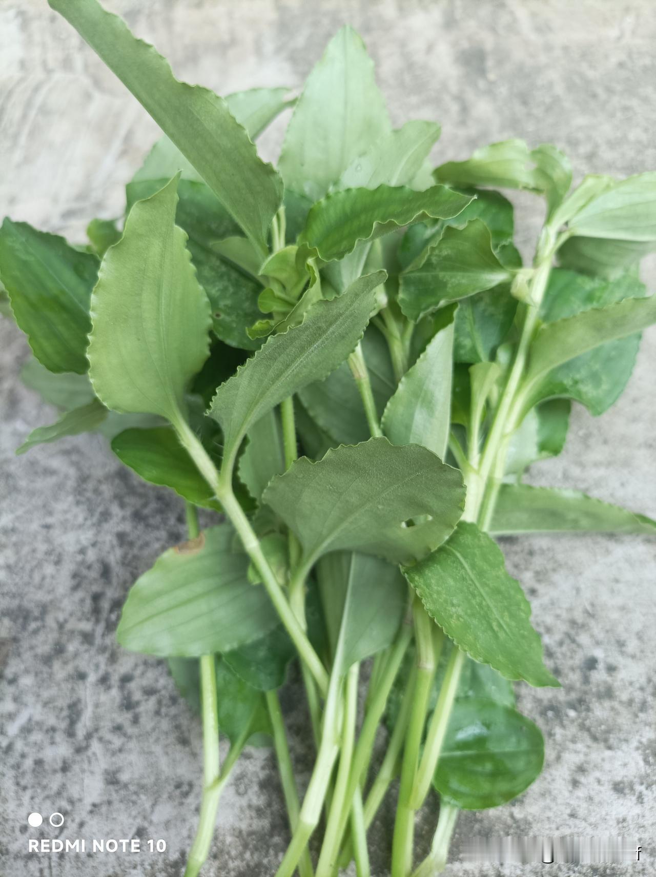 亲们，为什么专门种的菜长不起来，不用种的野生菜长得郁郁葱葱呢？看看我的菜园野竹叶