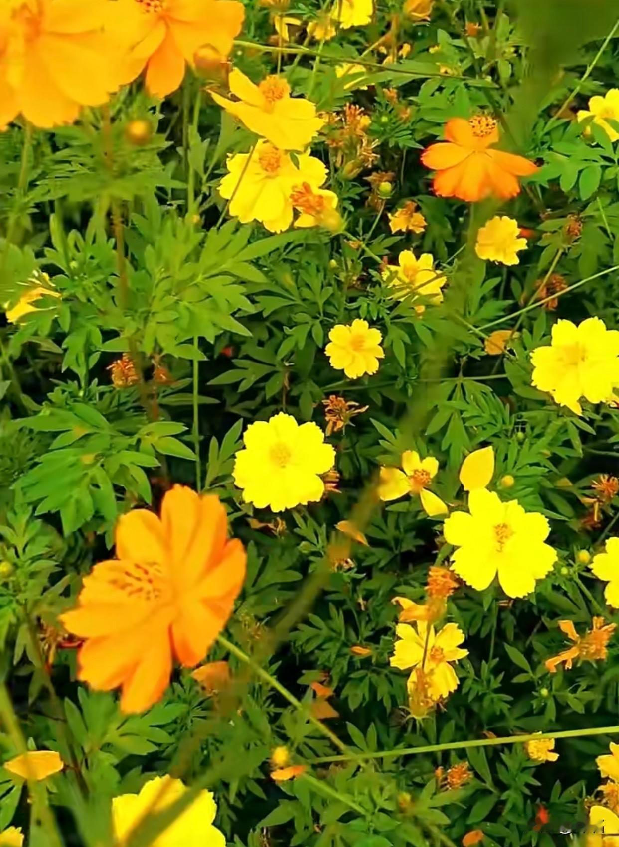 风过花田，春满人间

四月的风，
吹开了满坡的黄。
像把整个春天的阳光，
都揉碎