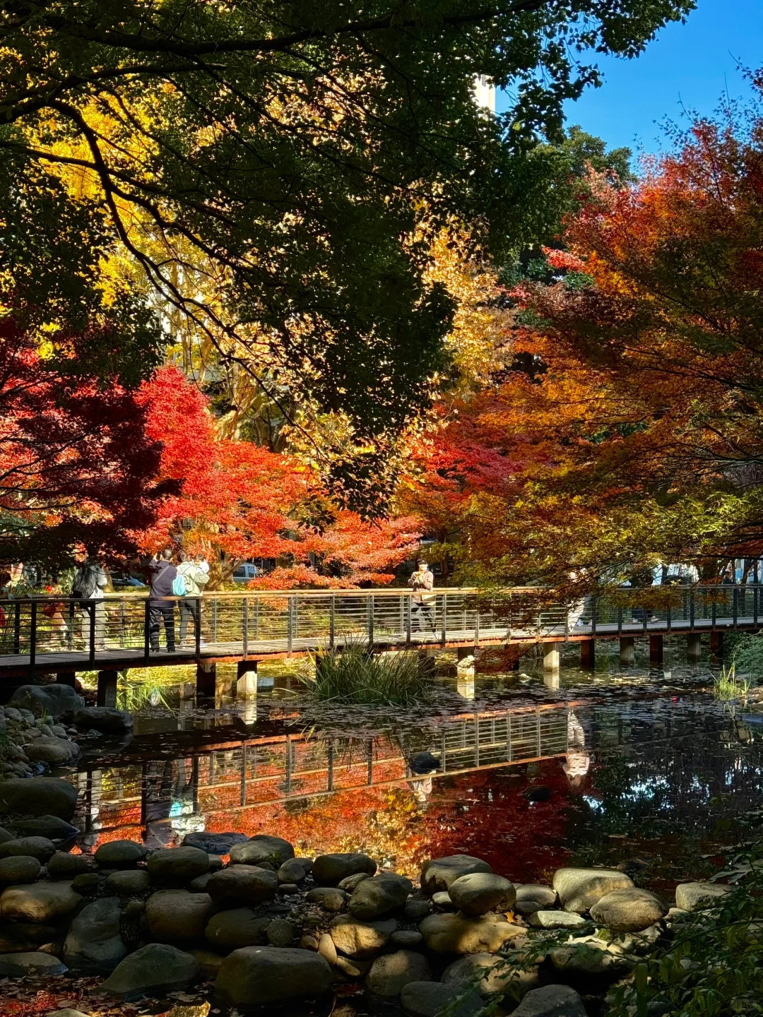 已经开始期待上海的秋天了🍂