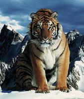 如何看待动物园月薪5万招猛兽区司机此招聘猛于虎。