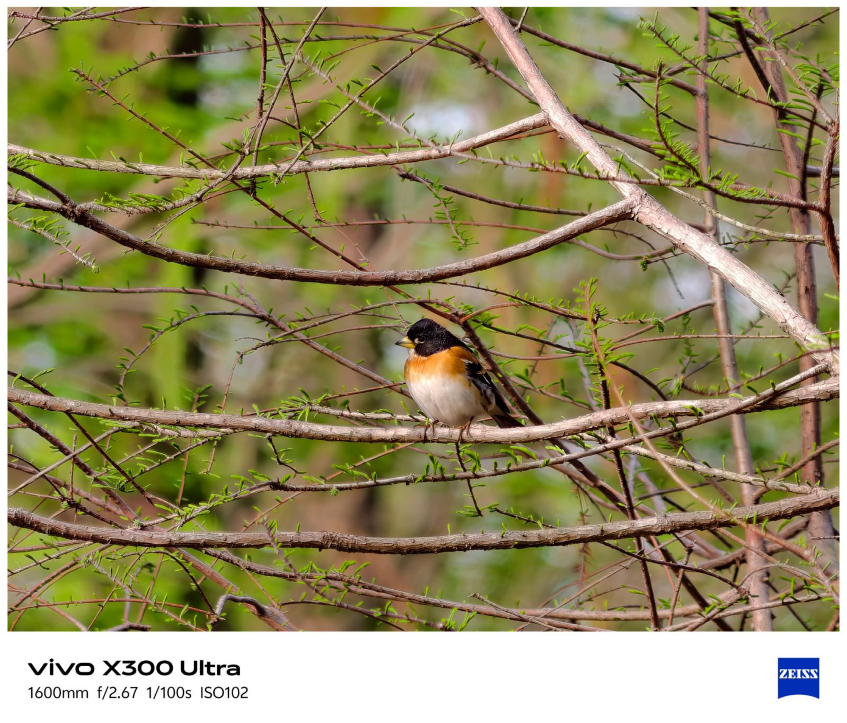 说起来，蓝厂这次给Ultra配套了镜头群，可能大众更多还是会想到拍演唱会。但是别