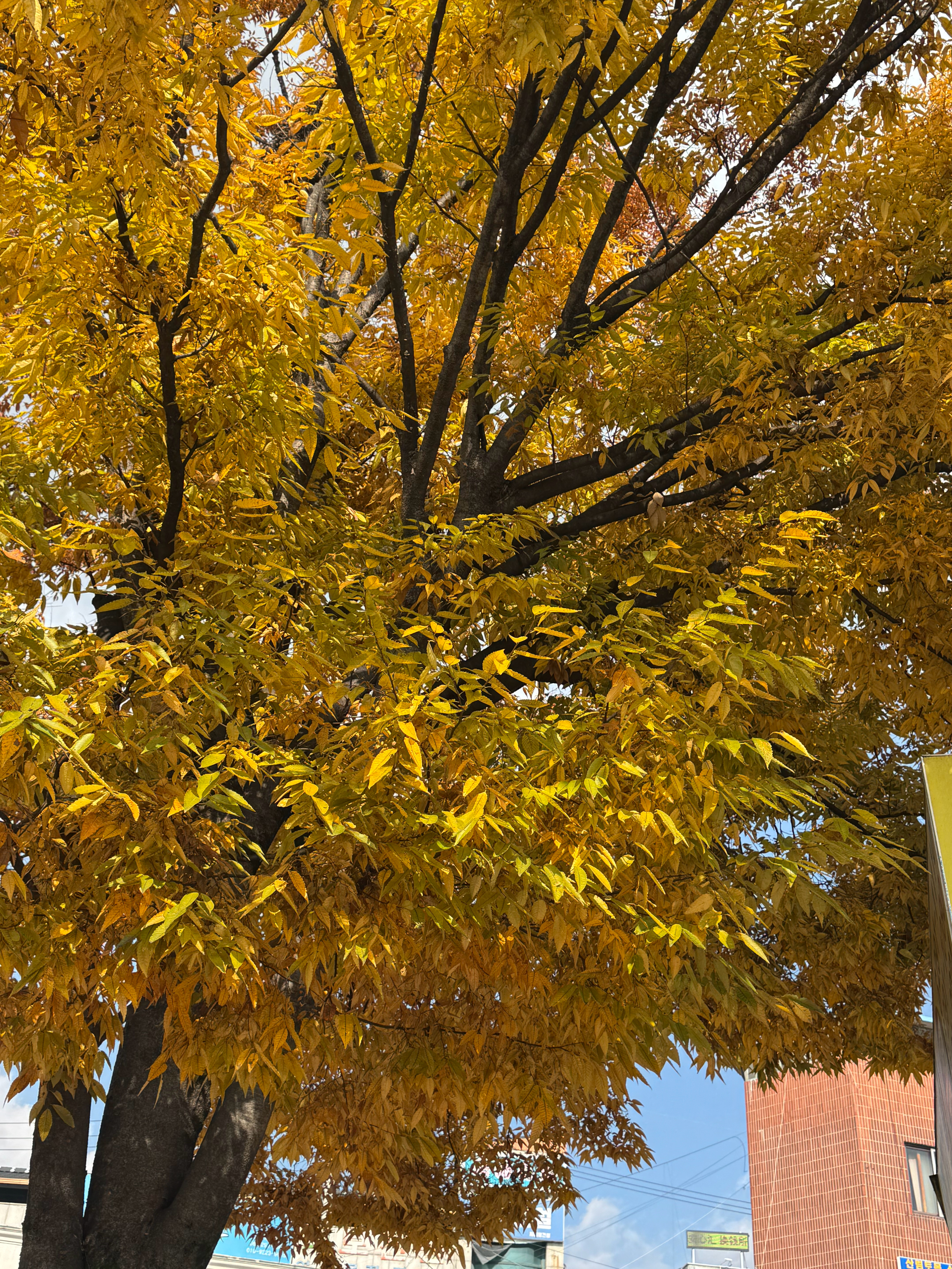 Autumn leaves you… ​​​