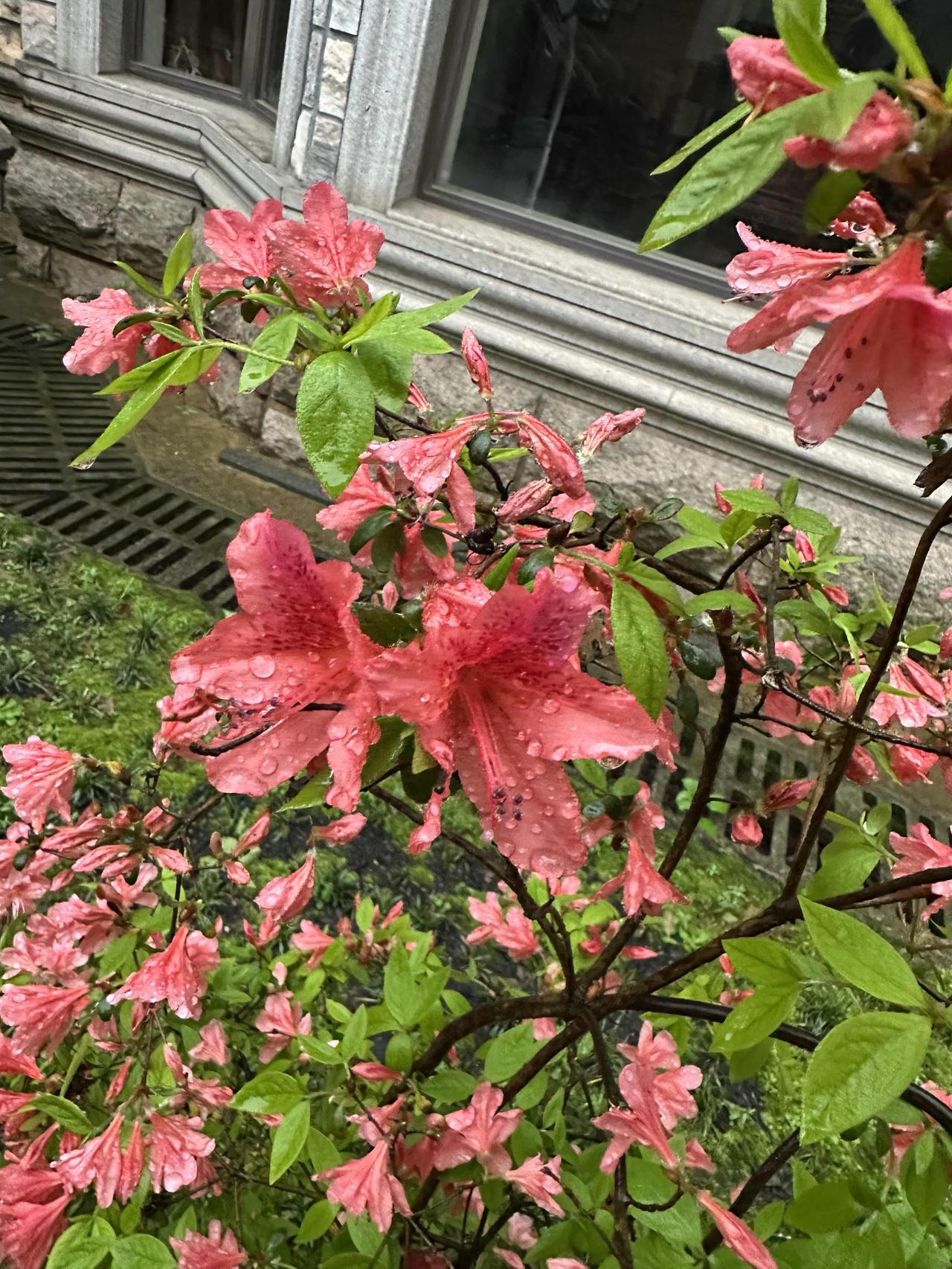 今天又忍不住了！

天天有不同的花儿争相开放，在这个诗画般的世界里，总有一些惊喜