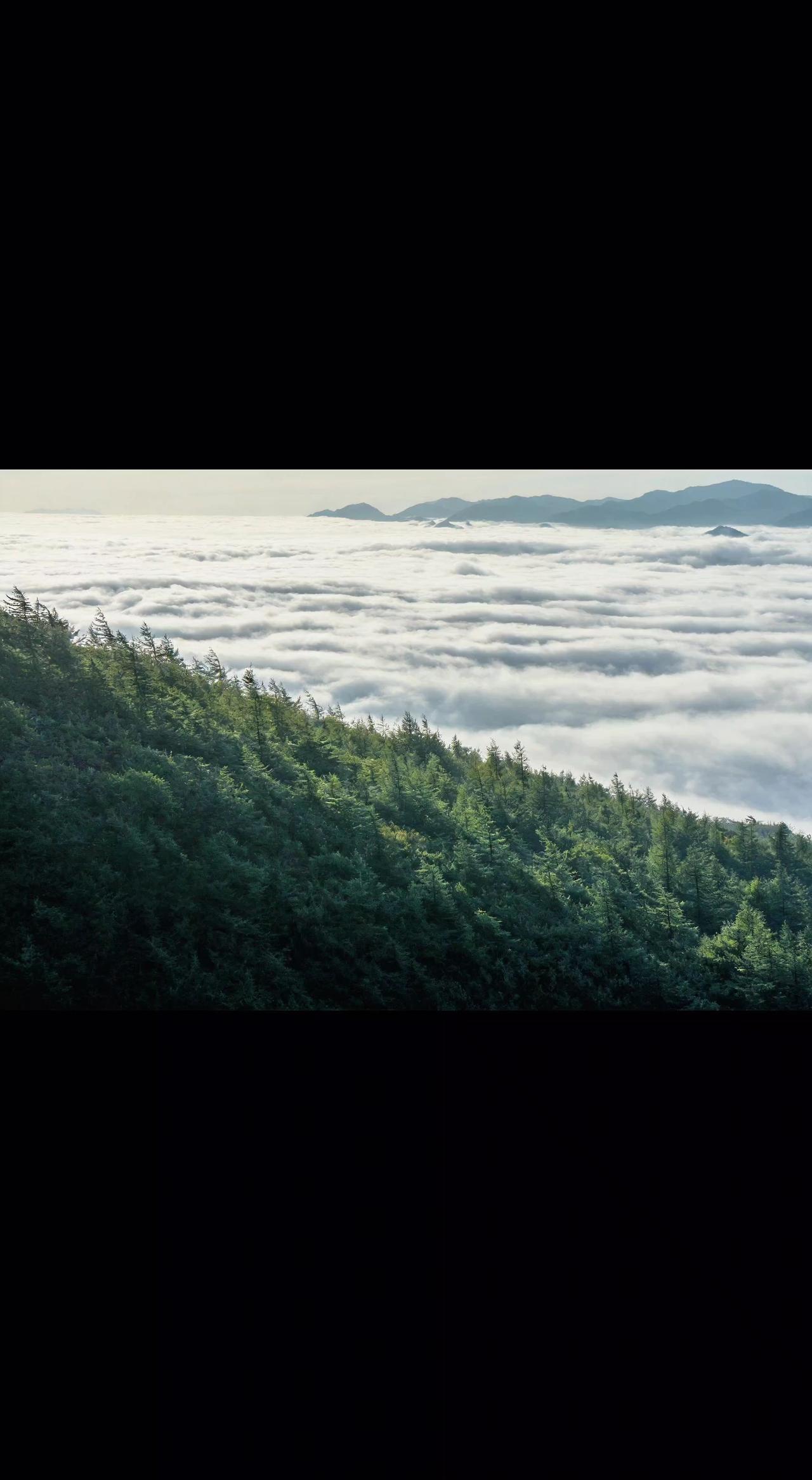 🌄云海漫过树梢时，山在偷偷深呼吸☁️。人间忽晚，山河已秋。