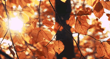 🍁   秋，终于淹没了热浪icon，送来了久违的凉爽!  让这丝丝秋风带上我清