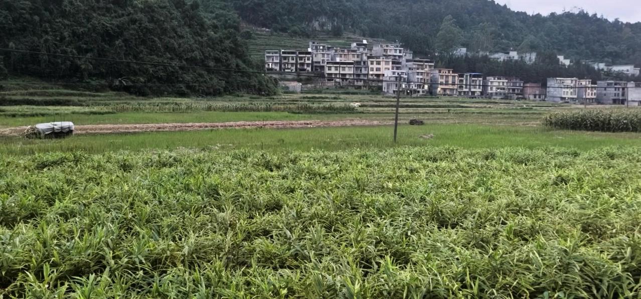 🌙夜雾中的那坡团结村，是自然与现代的融合。这是个较大的屯，前面是一片农田，全屯