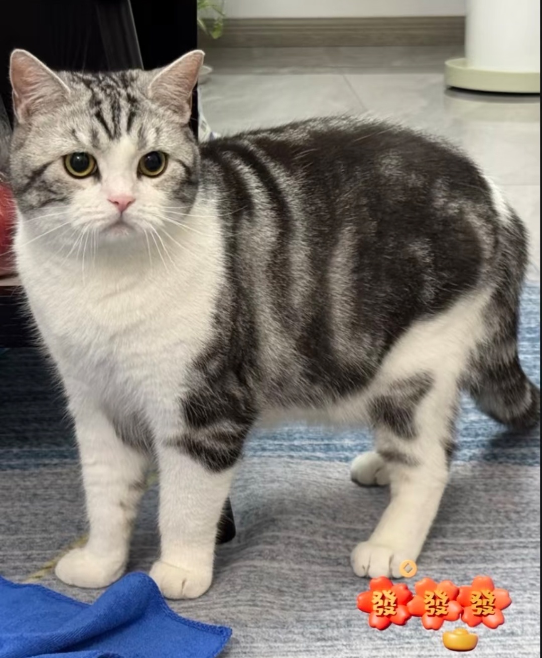 小猫：怎会如此 