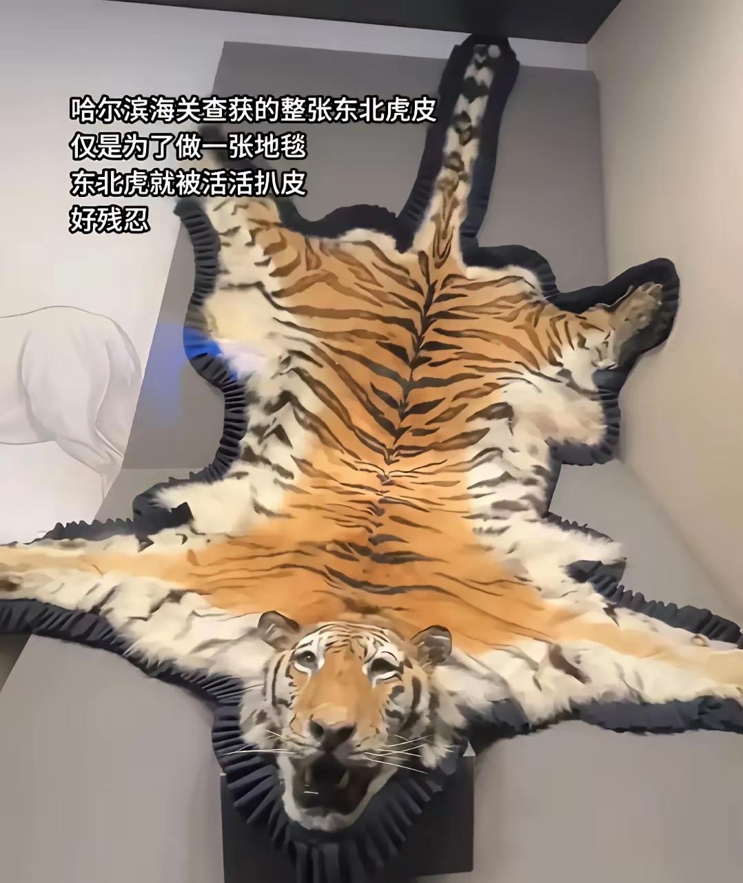 不要说猛如虎厉害，即使是真虎又如何，兽中之王的虎，也难摆脱那贪婪的人心。哈尔滨海