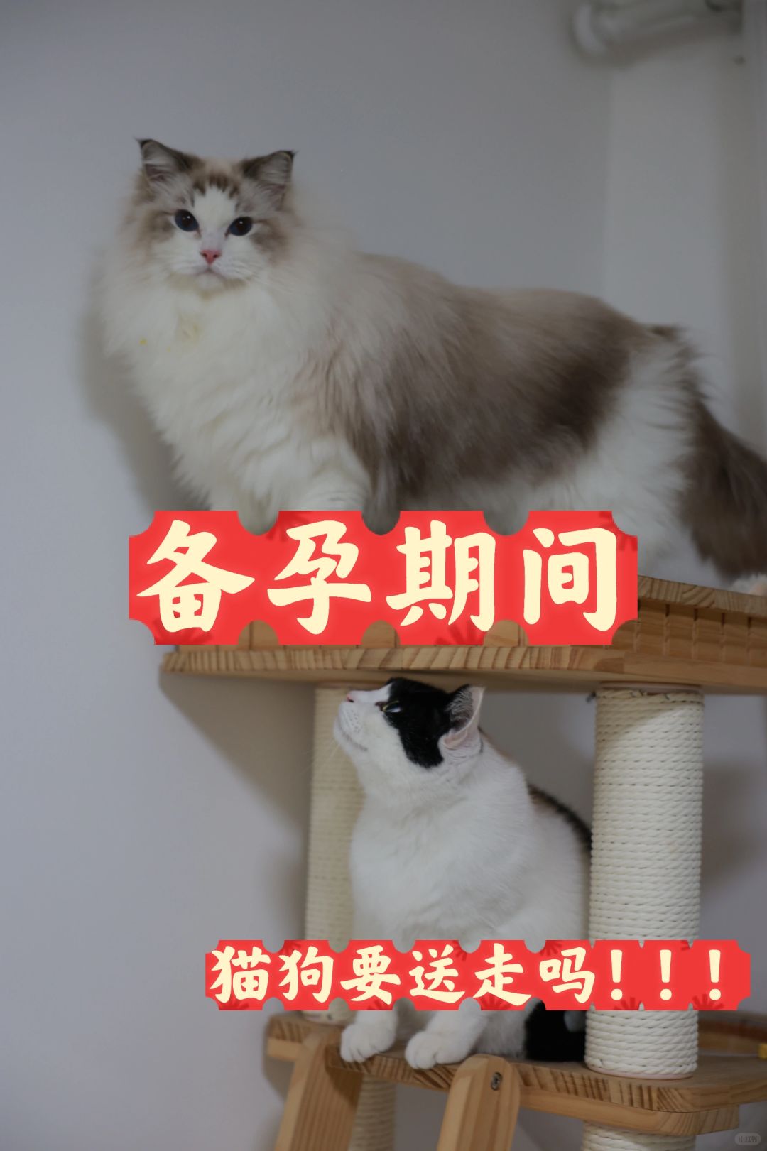 刚被催生，就被我妈说猫狗都不能养！要命吧！
