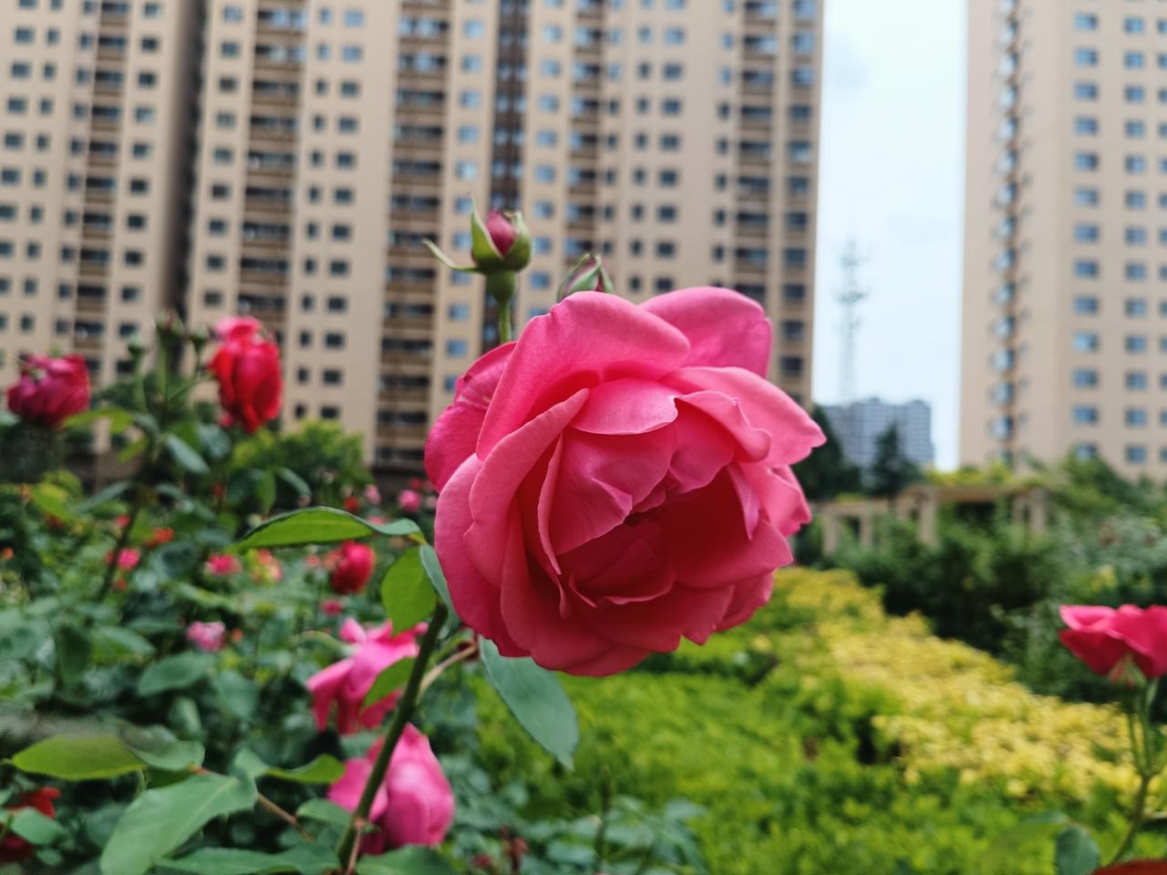 小区月季繁花盛放，娇艳欲滴楚楚动人。明媚身姿装点寻常烟火，满溢蓬勃生机，亦为平淡