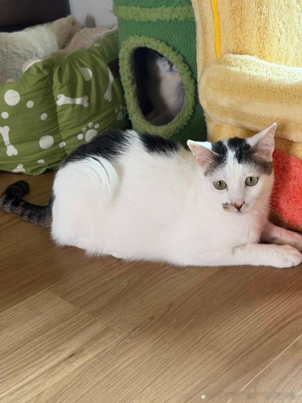 49481【上海领养】花花🐱，2岁公猫（已绝育/疫苗/驱虫）上海领养 🐱猫咪