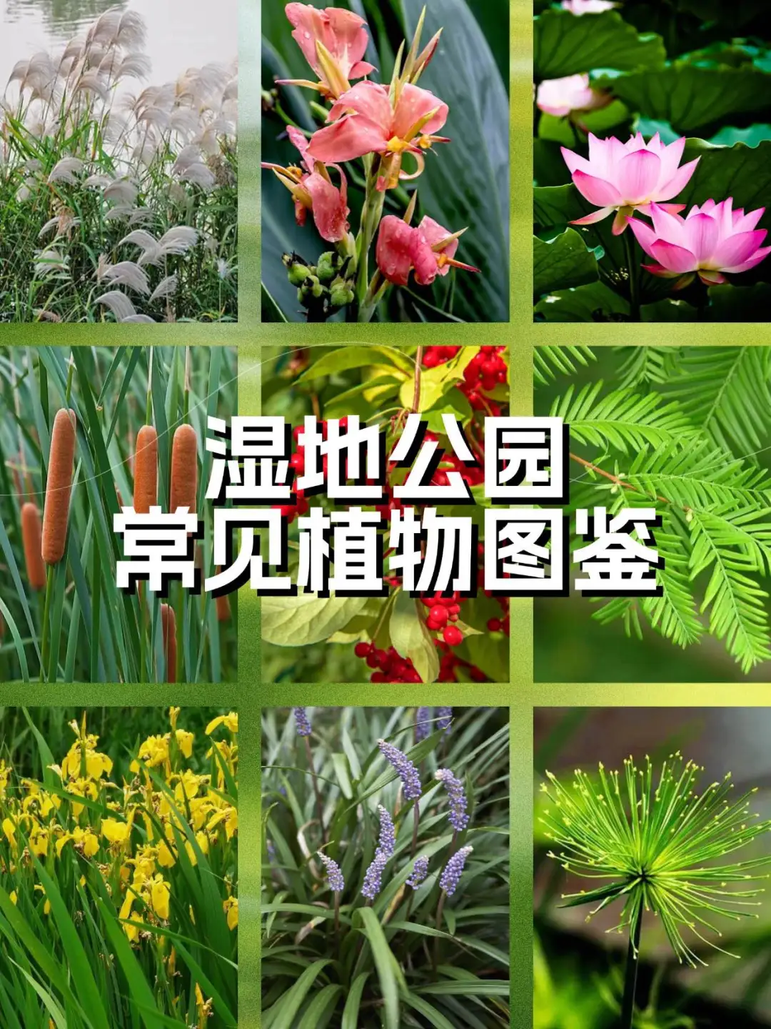 自然教育|湿地公园常见植物图鉴
