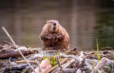 美媒，海狸正在将河流变成强大的“碳储存地”。

小小的海狸，能给地球的碳循环带来