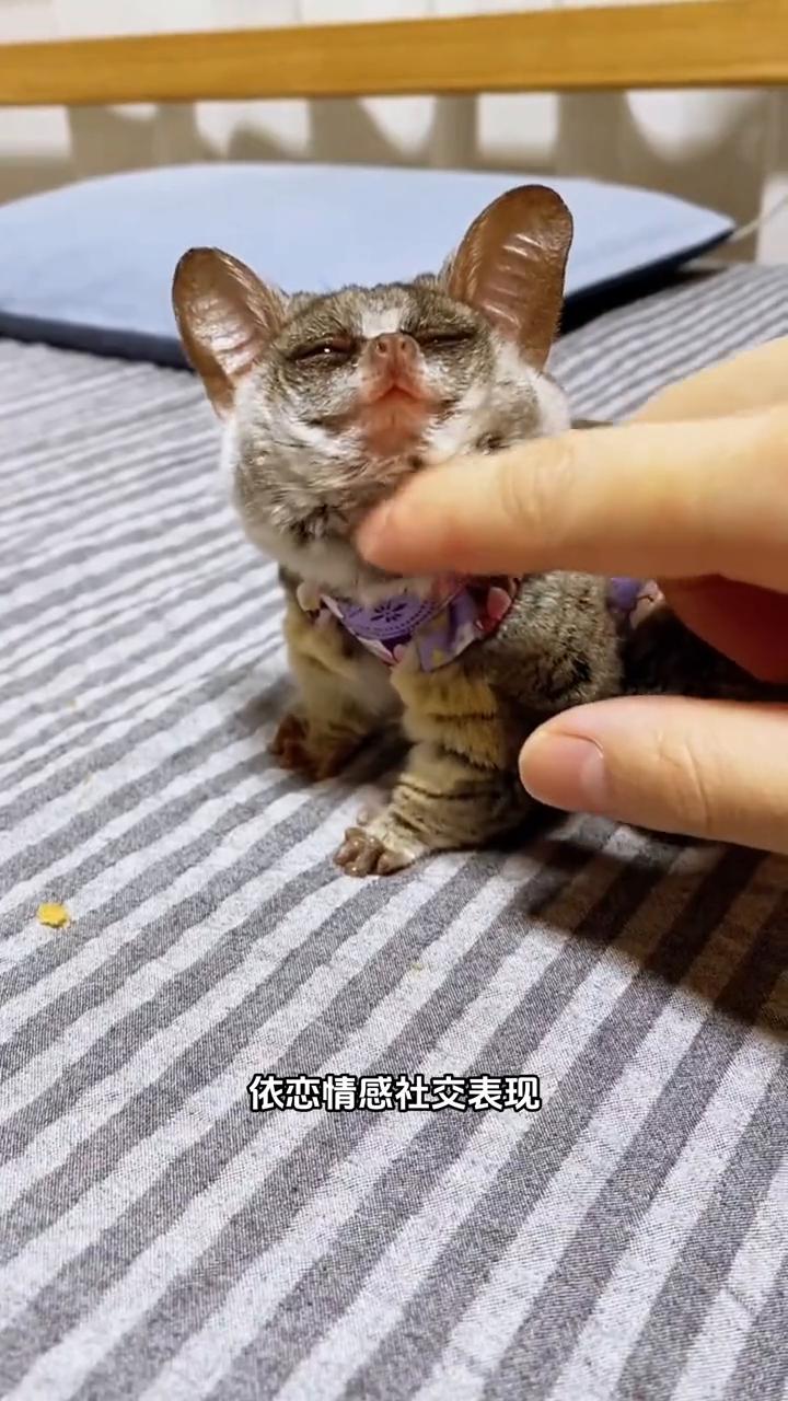 当你把婴猴握在手里时，它就会一脸依偎的看着你，想你再摸一摸它的头。这其实是婴猴的