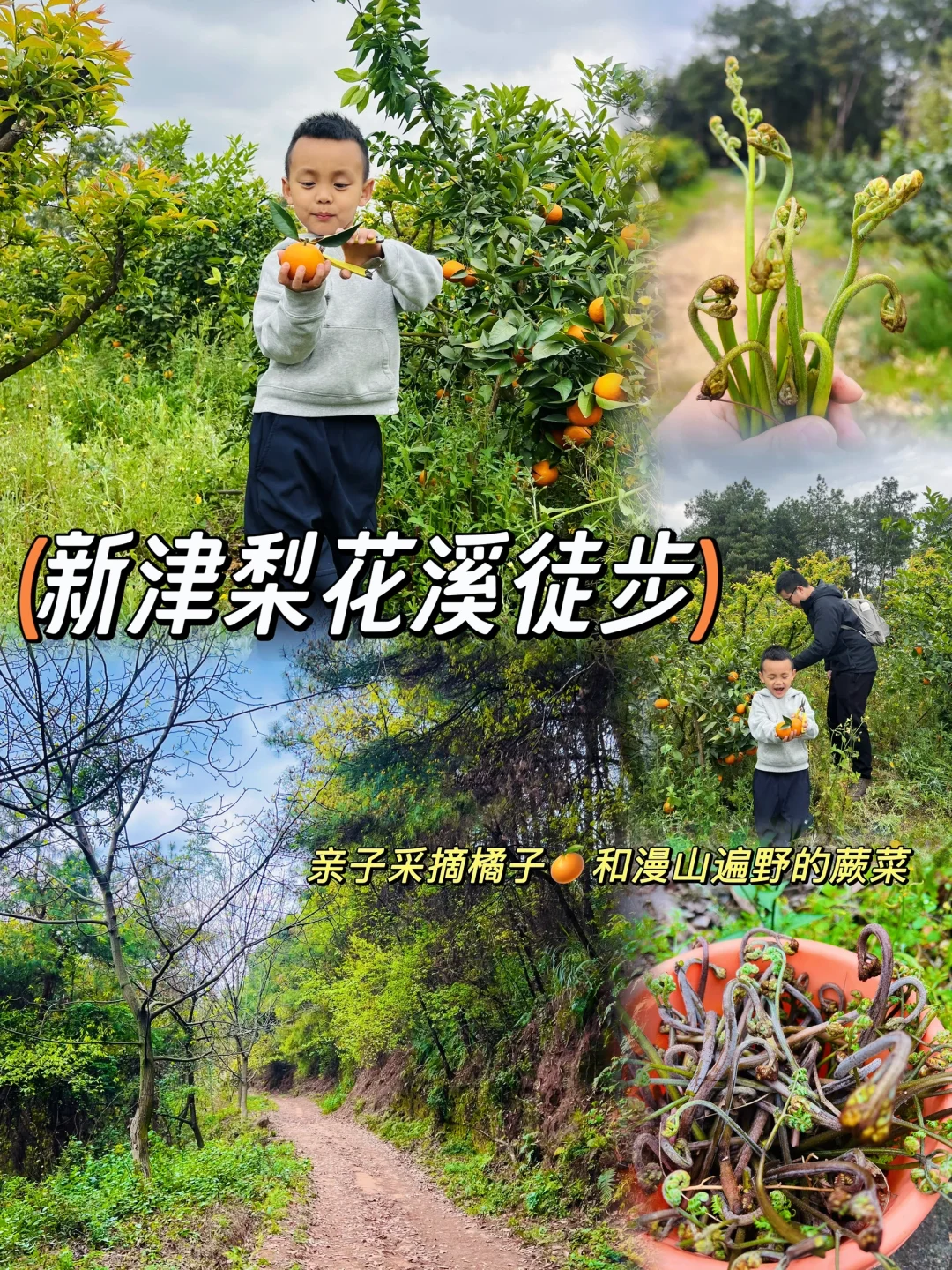 南门50min‼️亲子徒步挖野菜采摘橘子🍊
