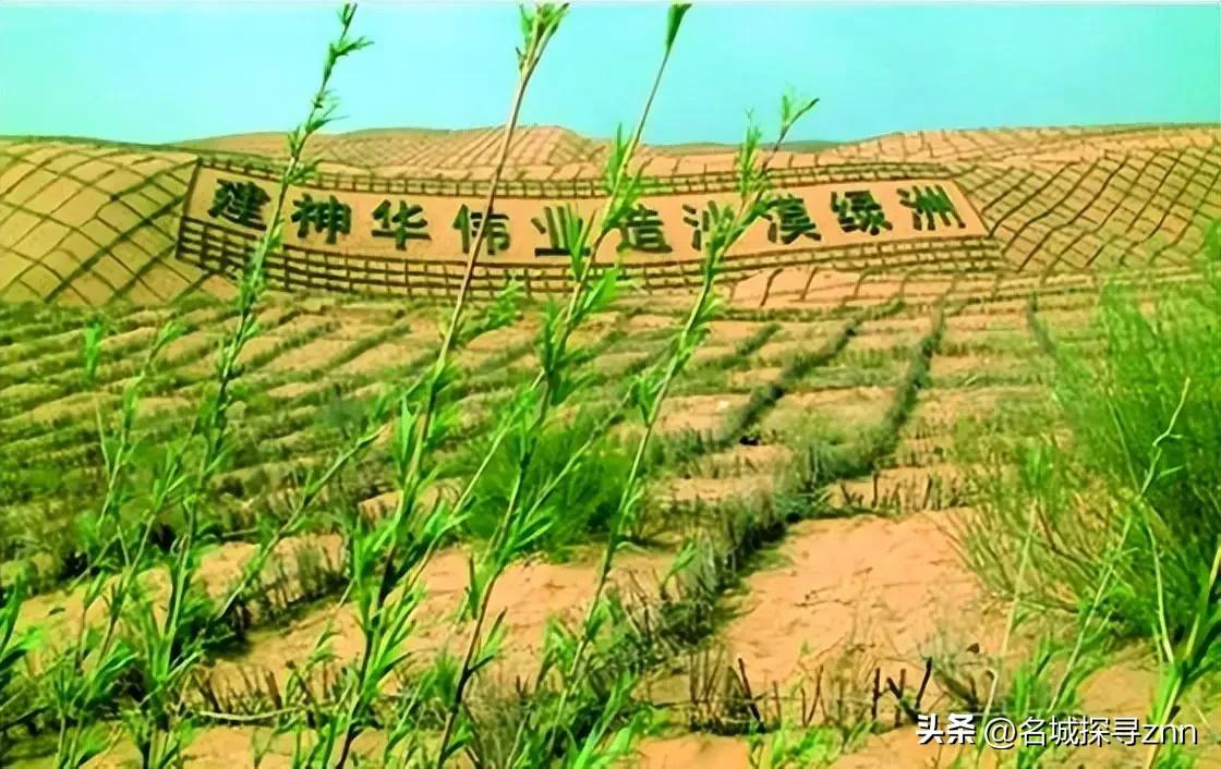 万万没想到，中国工程竟闹了个大“乌龙”，原以为在沙漠种小麦产量会很低，不料一亩地