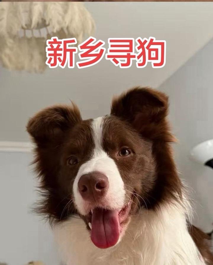 2026年4月25日下午2:10左右在新乡市人民路和胜利路交叉口走丢一只棕色边牧