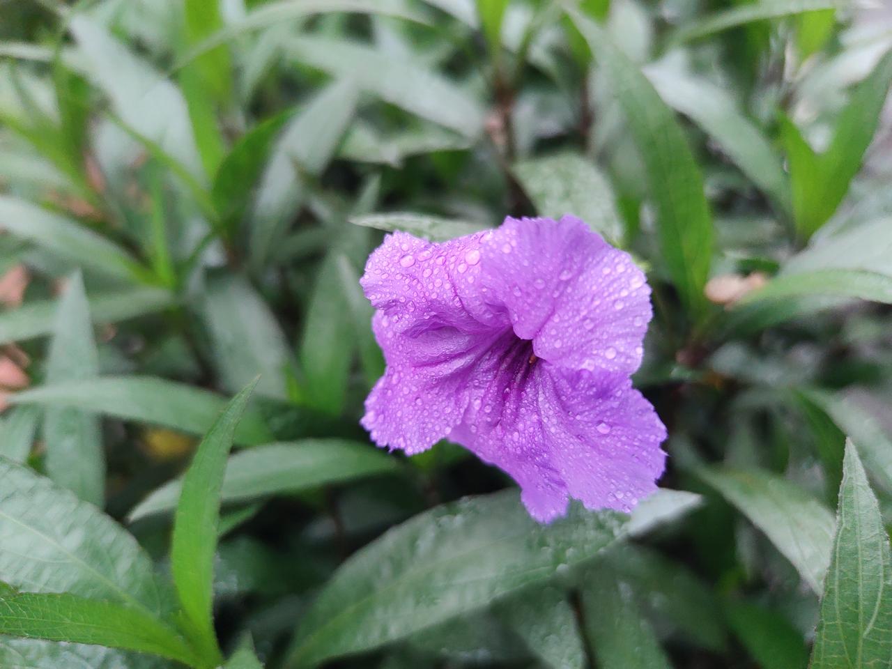 “紫花含露滴，绿叶映芳菲”，这句诗描绘出一幅绝美画面。就像我曾见过的紫色姬小菊，