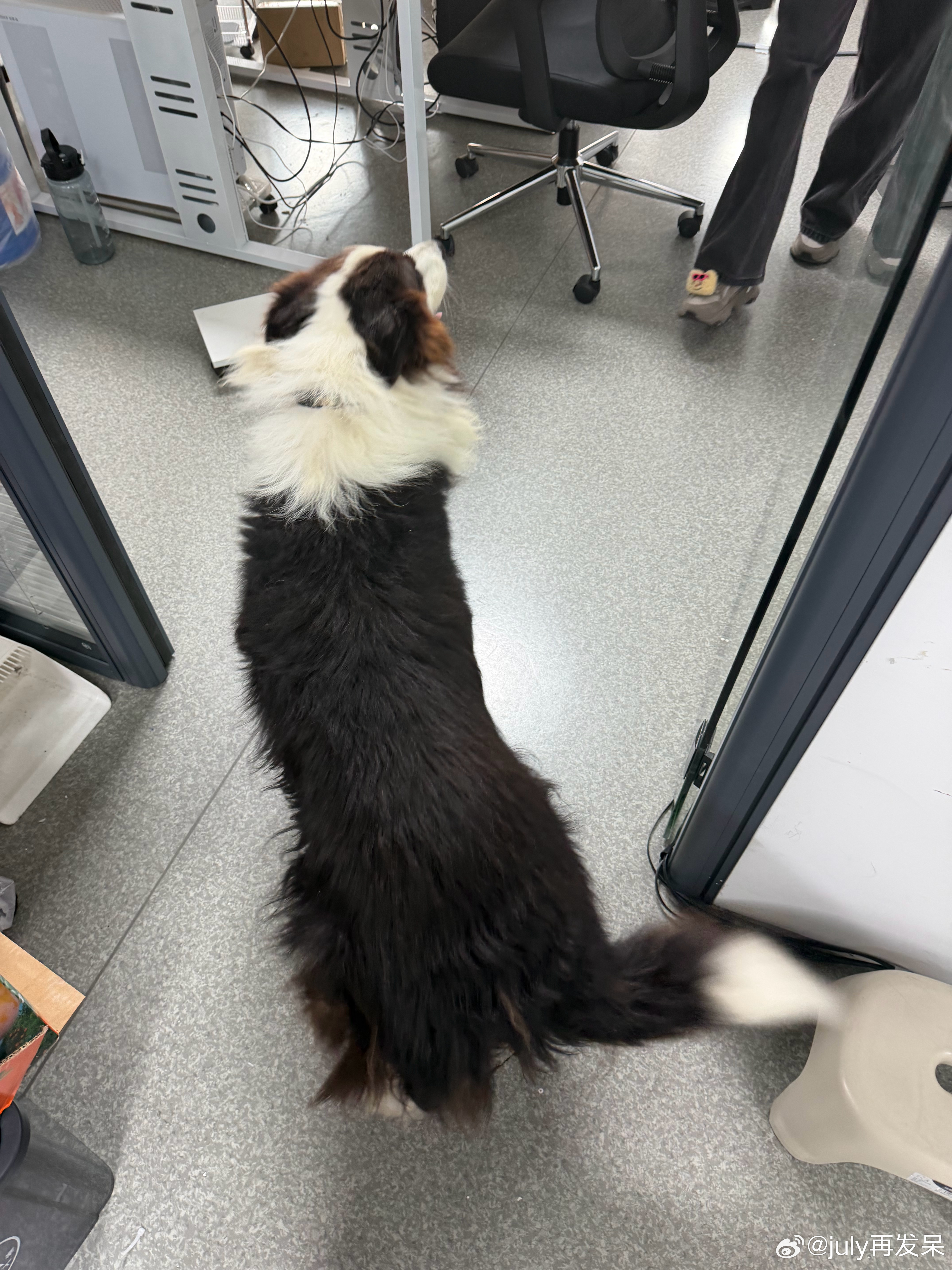 小狗狗来视察工作了