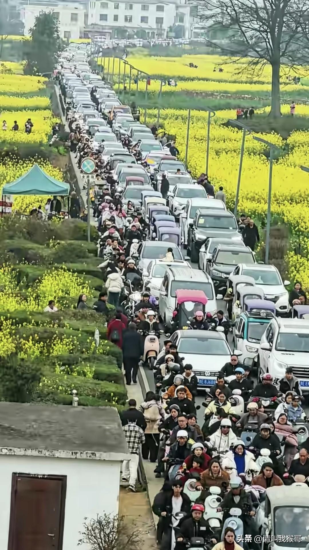 我感觉我们村的油菜花都比这里的好看