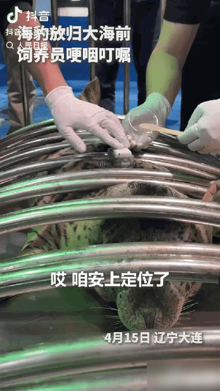 “这只海豹上人民日报了！”4月15日，辽宁大连，一只小海豹在装定位器准备回大海时