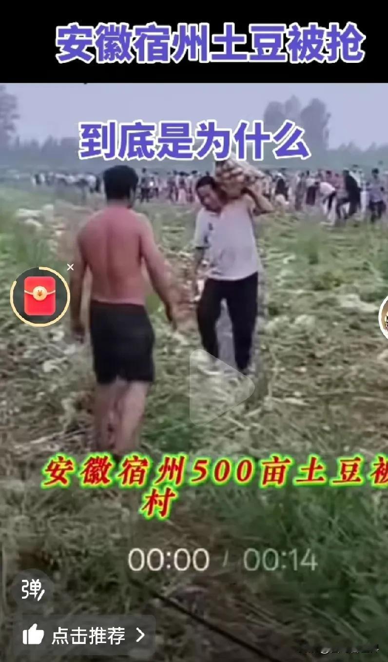 安徽数百名村民哄抢当地种植户的土豆达4天！每天十几万斤，总损失达百万元！
根据报