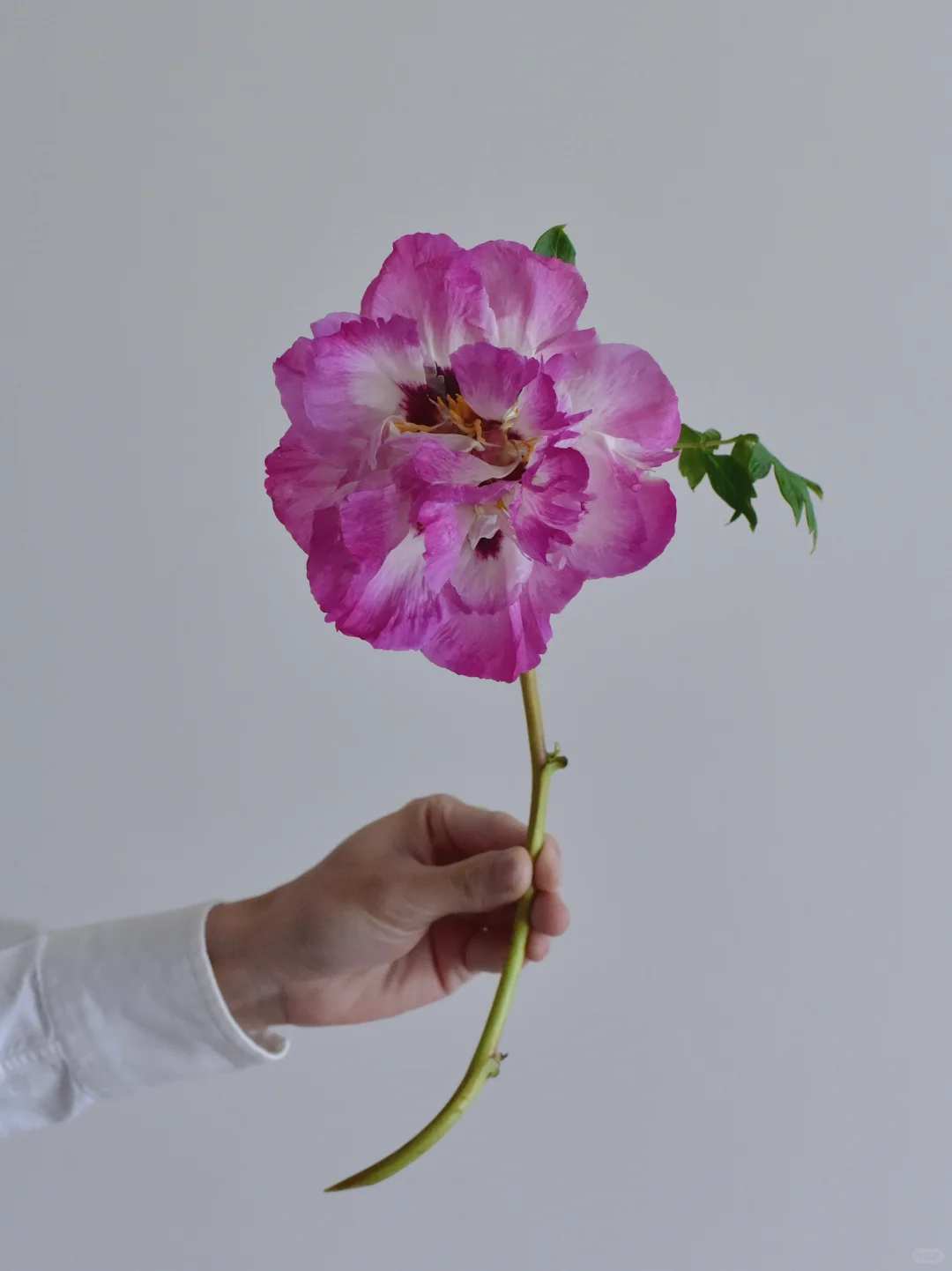 紫斑牡丹·宝莲灯