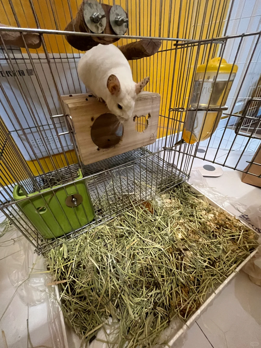 阿瓜把提草浪费成这样咋整？😖