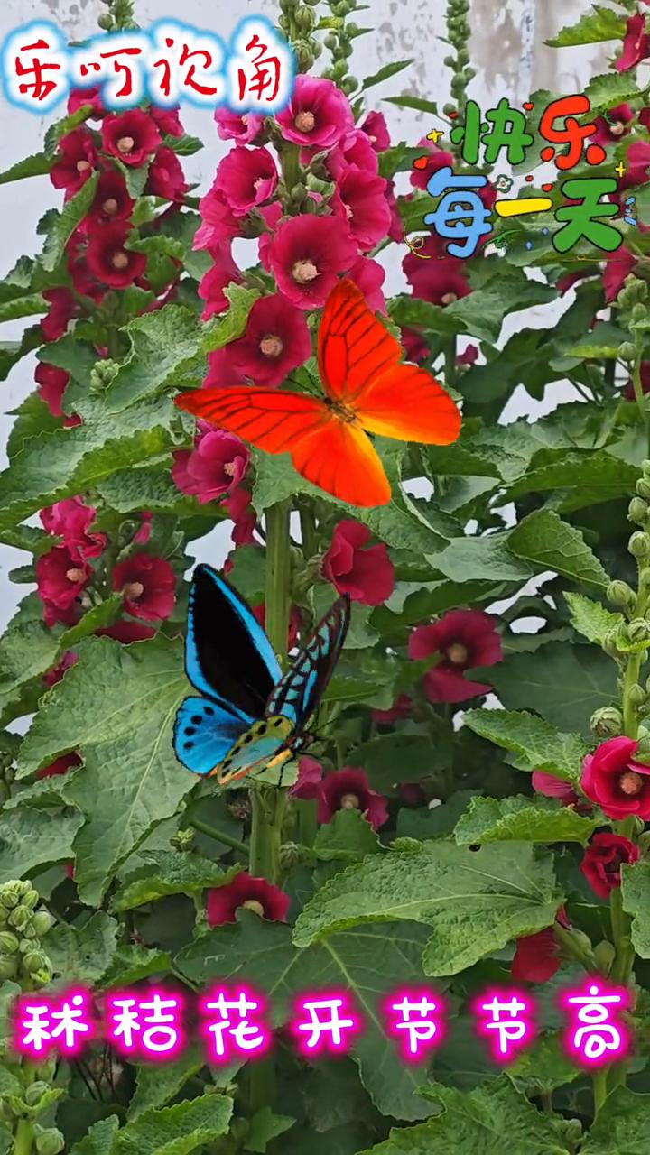 "林桔"，花开节节高。
乐呵坎角。
每一天，林秸花开节节高。