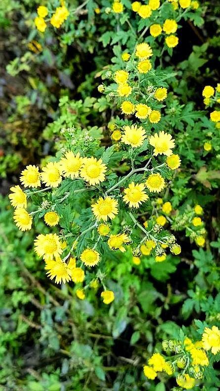 野菊    懋华
一丛黄花，南山坡前。
亭亭傲立，清雅洁严。
晚霞朝露，疾风霜寒