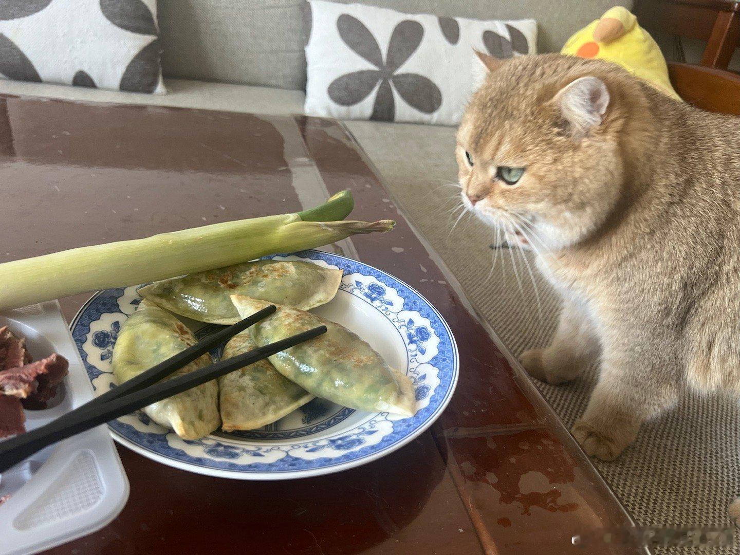 猫妈去值班，父母出去旅游，这是我一天的饭[可怜]#萌宠闹新春# ​​​