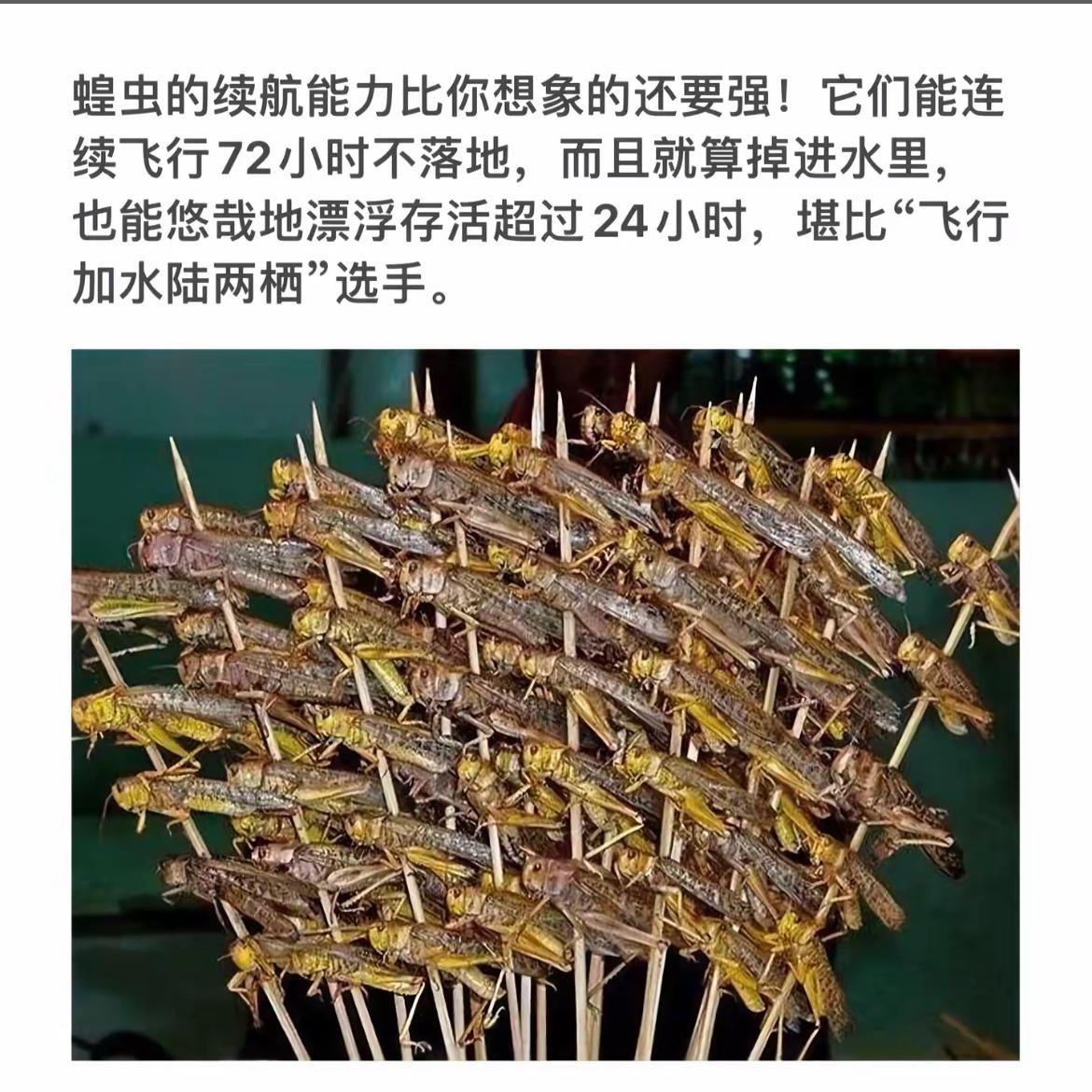 “蝗虫的飞行能力超乎想象！”🐞😱