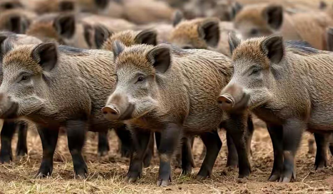 为啥野猪这么瘦，家猪长得那么肥？
野猪不是白的，身上还有这么厚的毛。