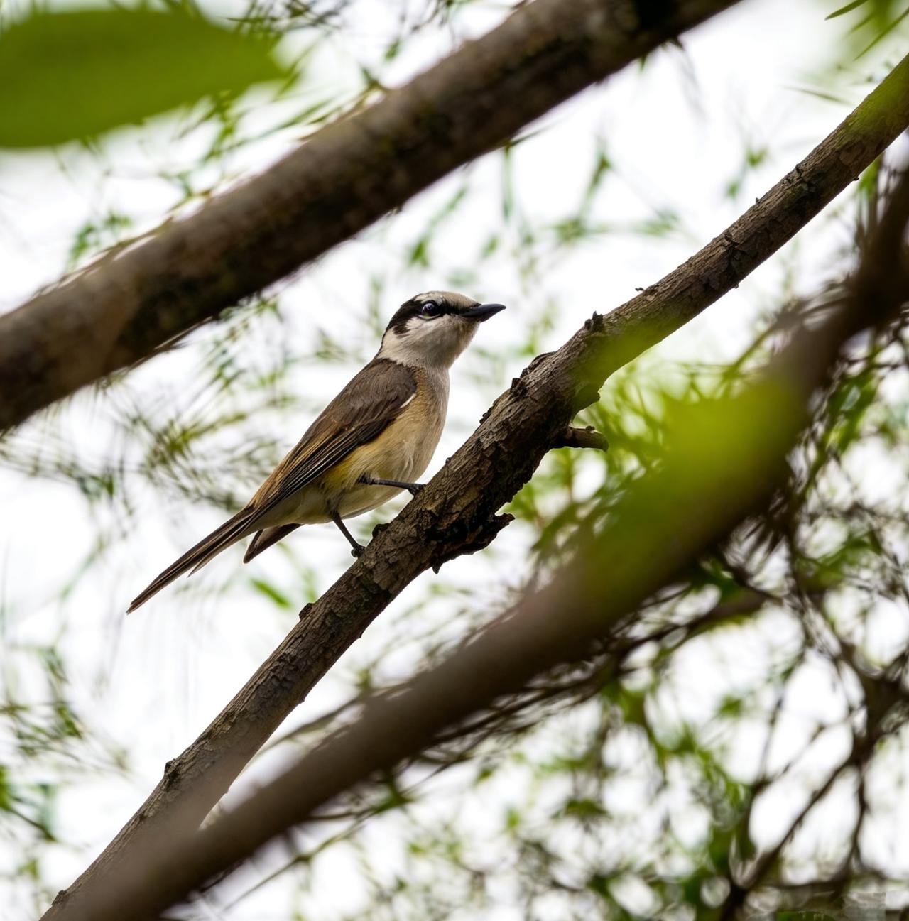今日爽拍小灰山椒鸟