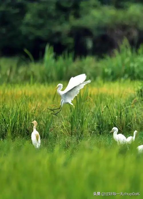 《新晴野望》
——唐・王维
漠漠水田飞白鹭，
阴阴夏木啭黄鹂。
山中习静观朝槿，